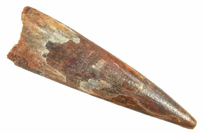 Fossil Pterosaur (Siroccopteryx) Tooth - Morocco #298549